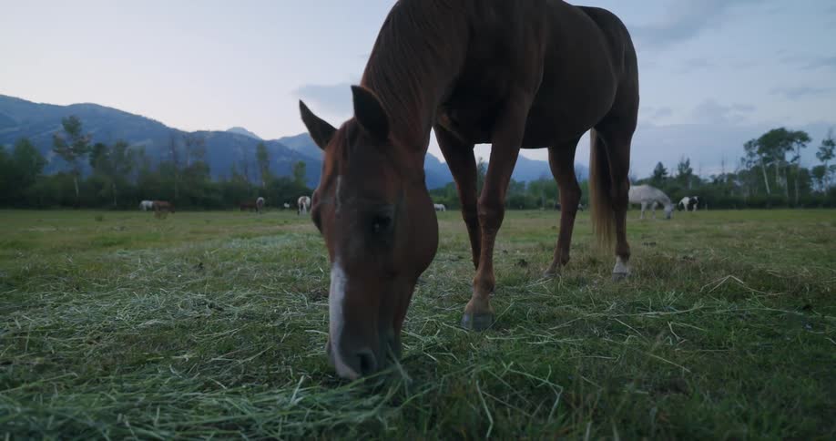 A brown horse grazing peacefully in a field at dusk with other horses visible in the background