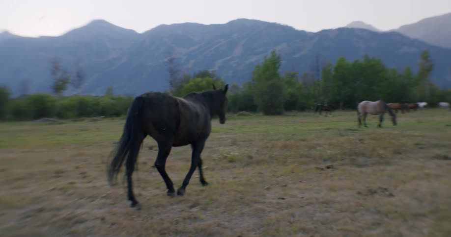 A large herd of horses grazing in a field with mountains in the background
