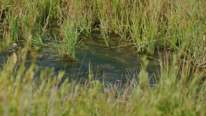 Flowing water in a creek with overgrown reeds
