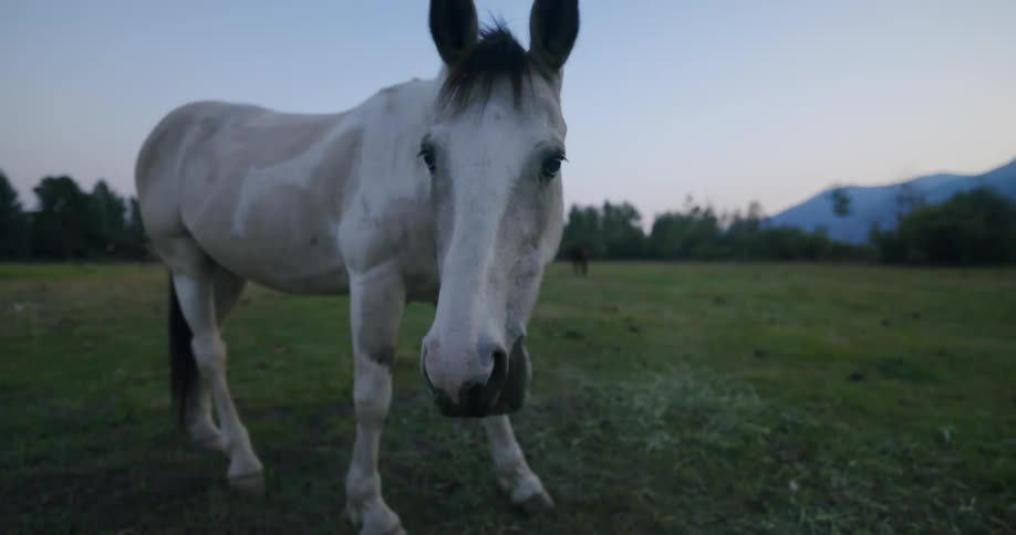 White horse grazing on a pasture in the country