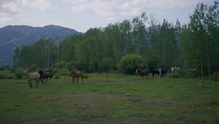 A large group of horses coming out of a forest and running across a field of green grass