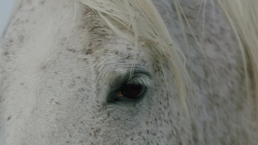 A closeup of a white horses eye