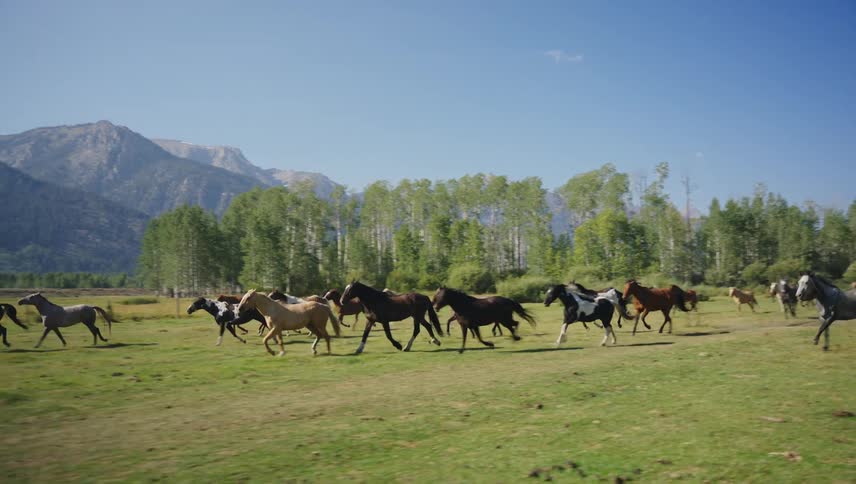 A herd of horses gallop through a field