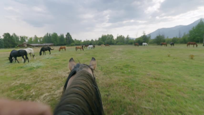 A rider views a herd of horses grazing in a lush green pasture with a mountain range in the distance
