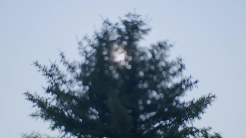 The sun shines through the dense branches of a coniferous tree creating a dappled pattern of light and shadow