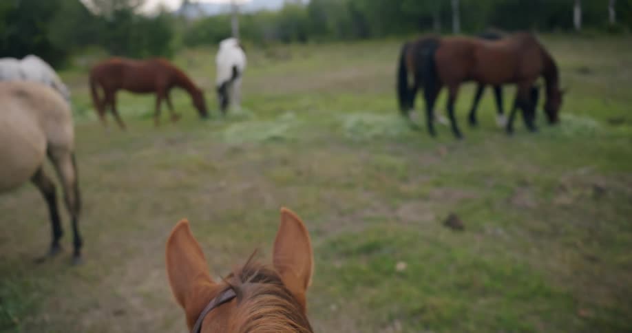 Point of view of a horse walking in a pasture with other horses