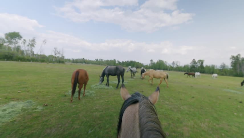 The head of a horse that is walking in a field of grass full of other horses that are feeding