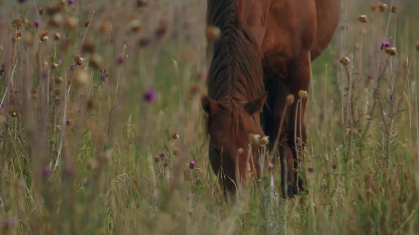 A lone horse grazing on plants on the grassland