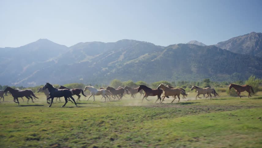 A herd of horses gallops across a vast green field with a mountain range under a blue sky