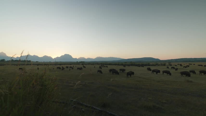 Herd of bison grazes in a field under a red tinted sky