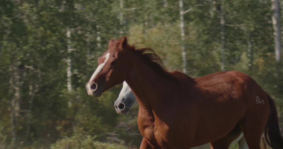 A herd of horses race by the forest