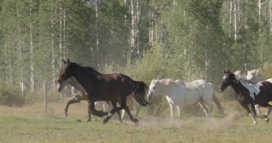 A herd of horses race past the forest