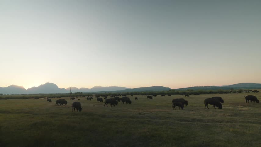 A herd of bison grazing in a grassy field with a backdrop of mountains under a hazy sky at sunset