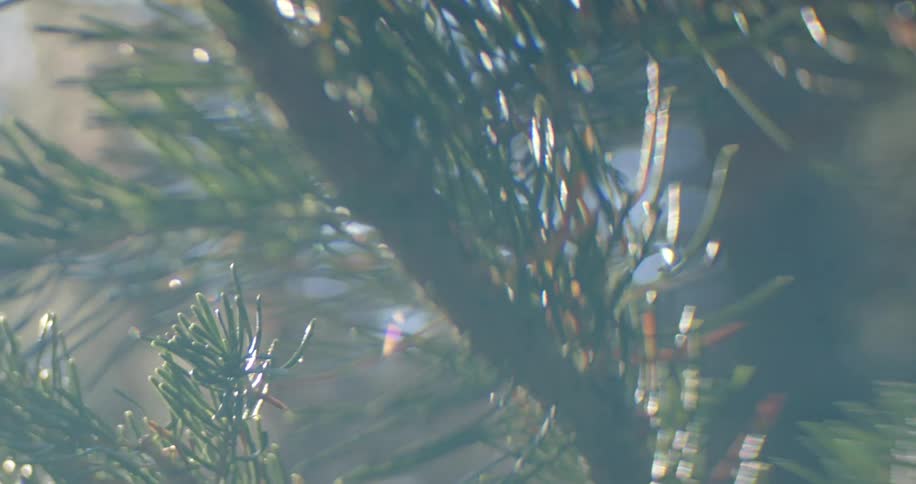 Close up of tropical leaves with sun reflection