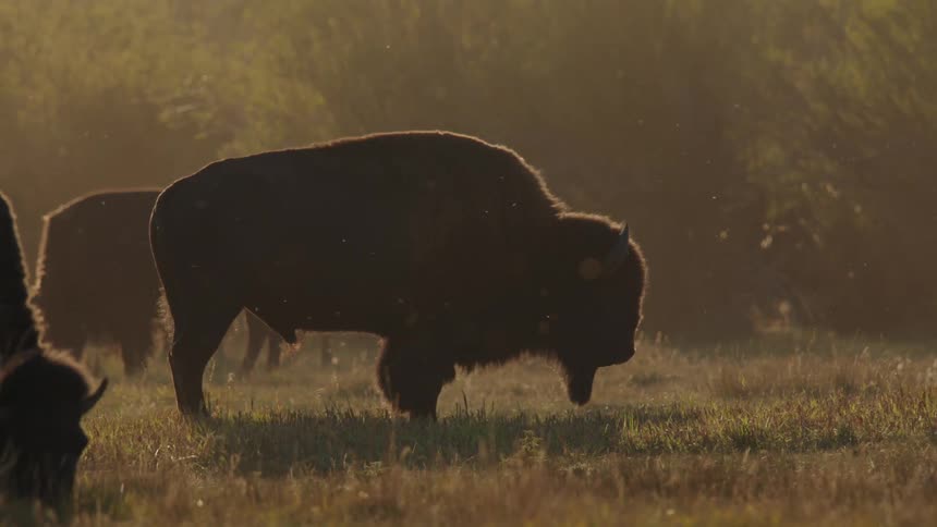 The silhouette of a large bison grazing in a field at sunset