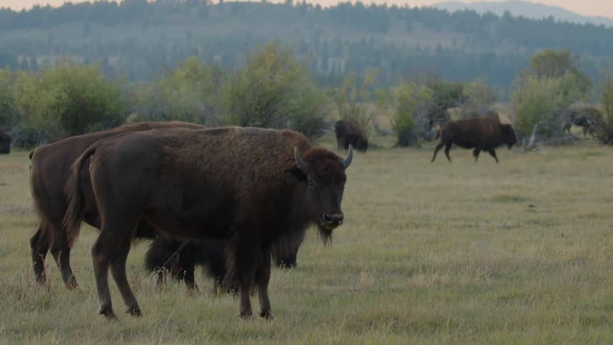 Herd of american bison occupies a field near a foggy forest covered hill