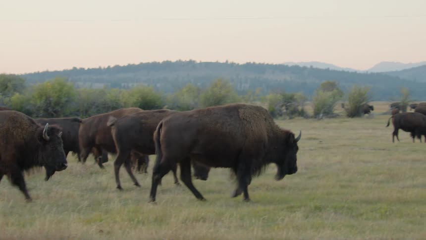 Animals walk through a field full of bison near forested hills on a foggy day