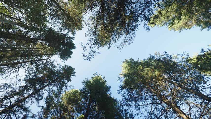 A view looking up at the sky through a canopy of tall pine trees with the blue sky visible through the gaps in the branches