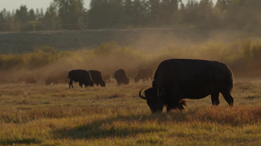 A herd of bison graze in a field at sunset kicking up dust as they move