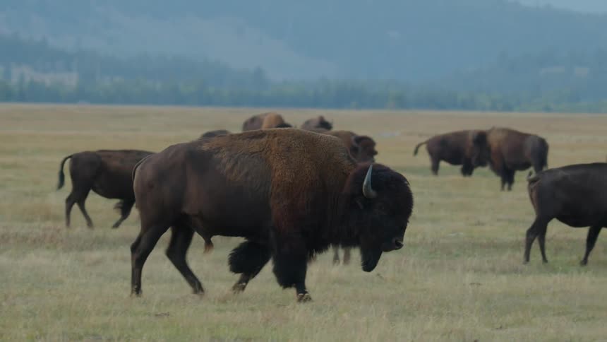 A herd of bison in a field