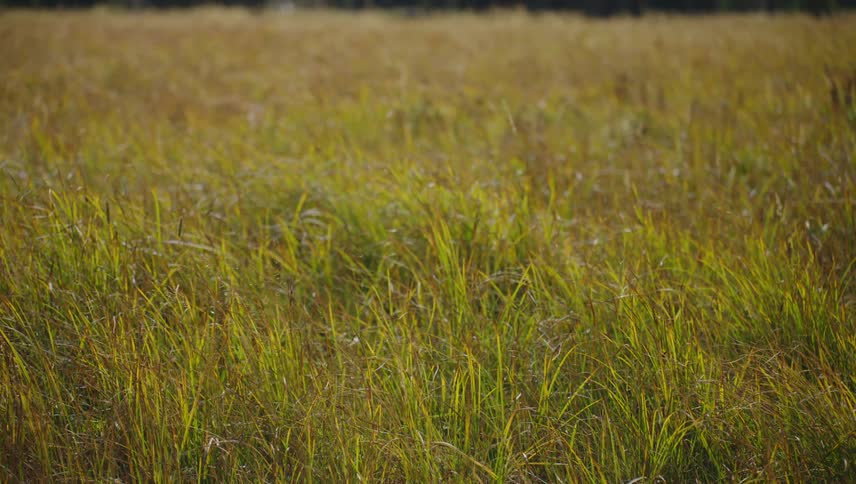 Field of grass swaying in the wind