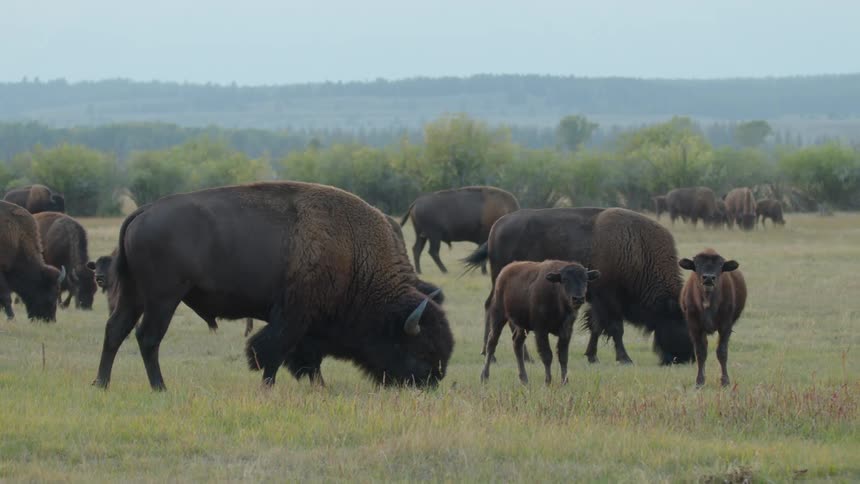 A group of bison including calves graze together in a field