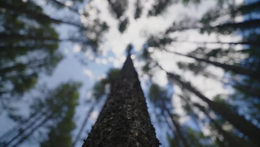 A view looking up through a dense forest of tall trees towards a partially cloudy sky