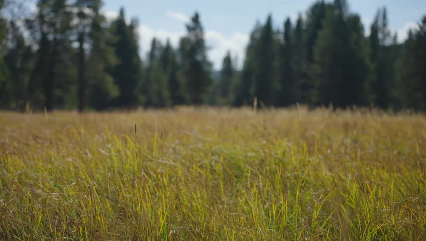 A vast field of tall golden grass with a dense forest in the distance