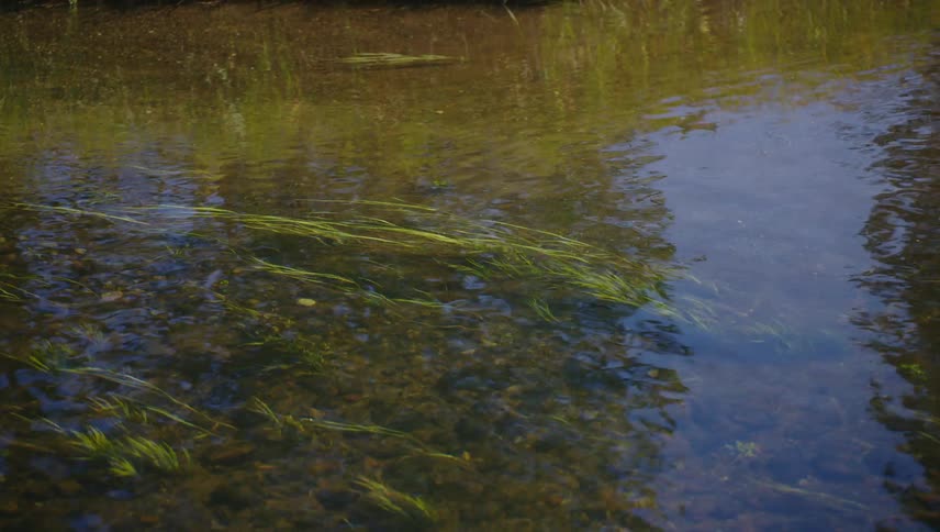 Water flows over underwater plants growing in shallow water