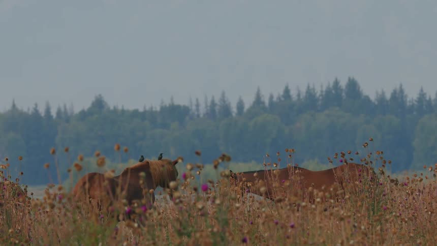 Horses graze in a field with a forest in the background