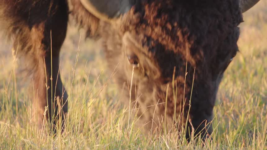 Bison grazing in a field showing its dark shaggy fur large horns and focused gaze as it nibbles on the grass