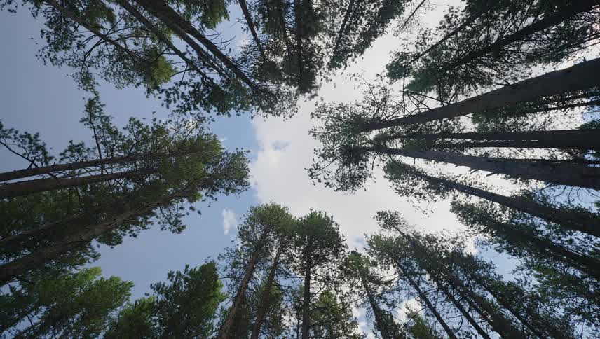 Upward view of tall trees with sky with clouds