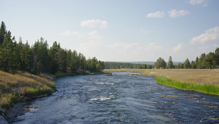 A serene river flows through a landscape bordered by dense pine trees and open grassy fields under a clear blue sky with scattered clouds