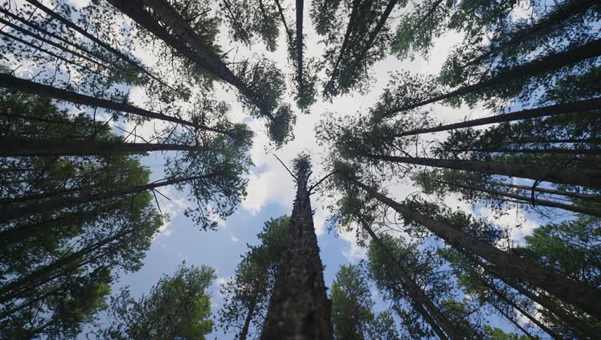 Tall pine trees with dark green needles reach towards a bright blue sky dotted with fluffy white clouds creating a dense and vibrant forest canopy