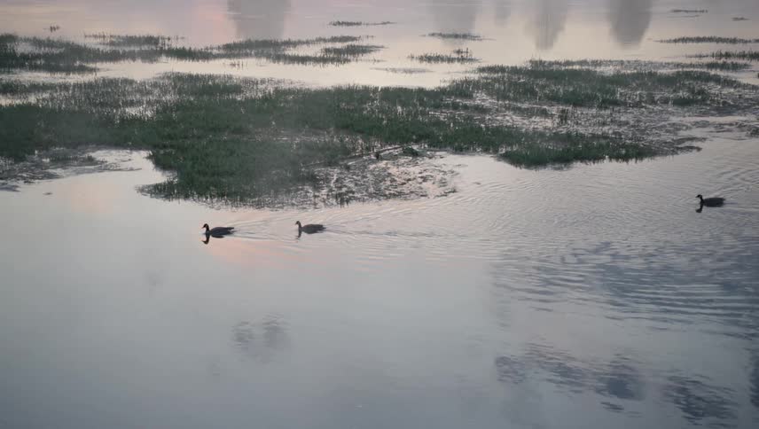 Ducks swim in a calm lake at dawn