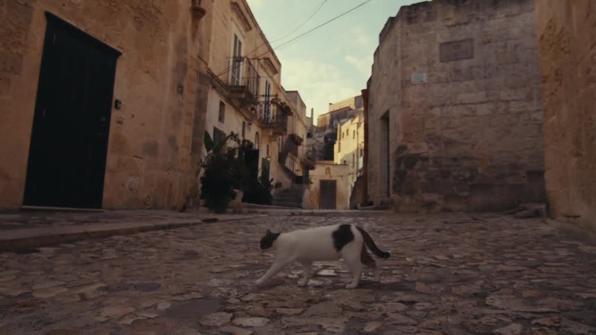 A cat looks around before crossing the alley
