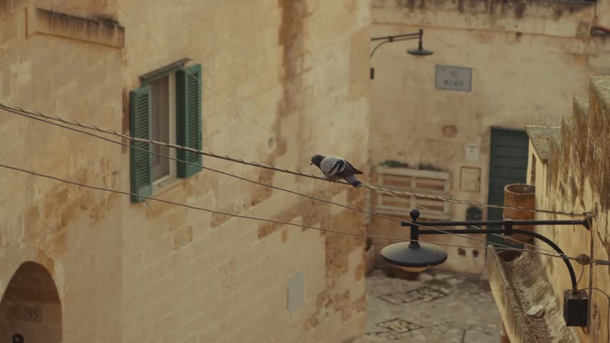 A pigeon perches on a wire strung between two buildings in a narrow sunlit alleyway