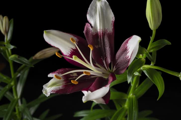 A time lapse captures a lily bud slowly opening to reveal its white and burgundy petals and yellow stamens against a black background