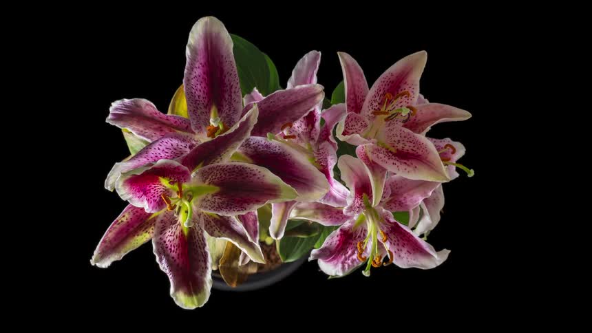 A timelapse shot shows a cluster of stargazer lilies in a pot transitioning from blooming to wilting against a black background