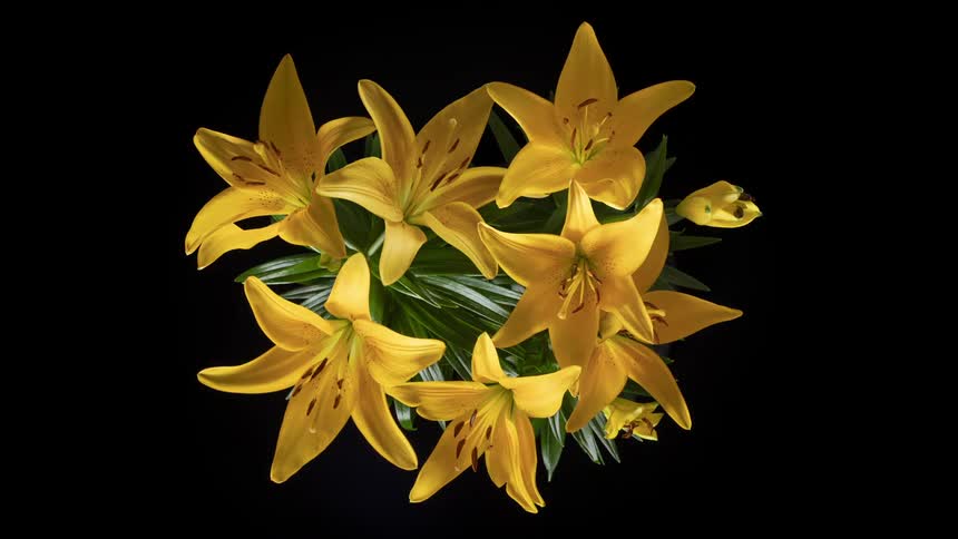 Time lapse photography of yellow flowers blooming