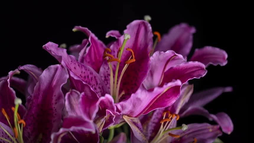 A flower with pink petals is opening in an environment that is dark