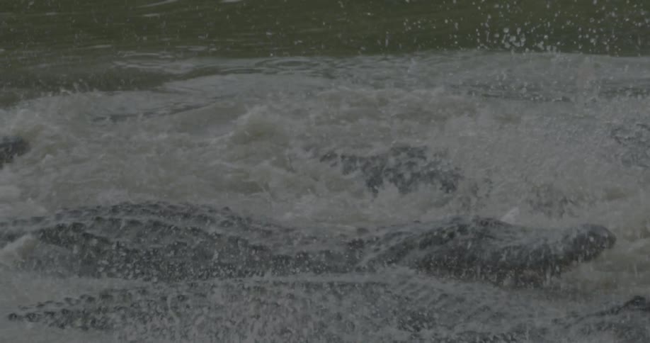An alligator moves vigorously along the surface of the water