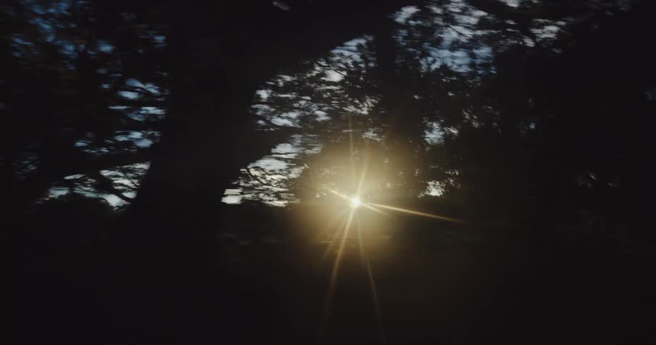 The bright sunlight passing through several trees that are dark