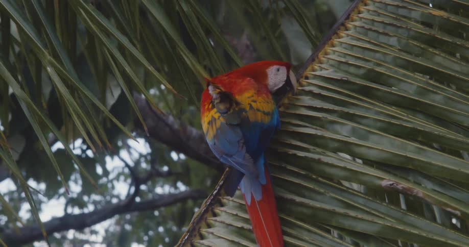 Bright colorful macaw standing on a palm frond as it sways in the wind