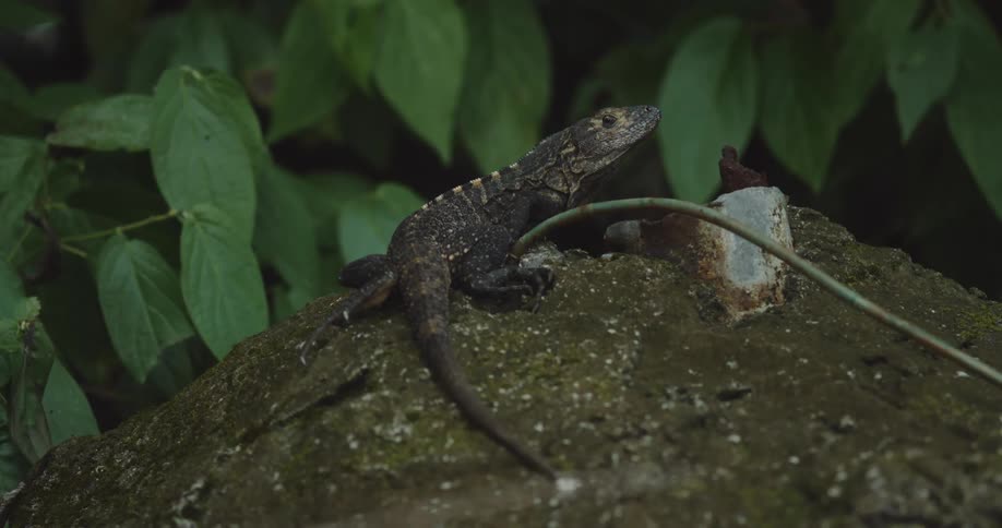 A lizard is looking around on the rock