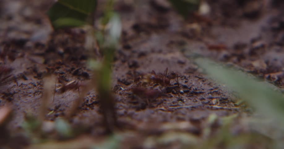 Several ants carrying pieces of green grass walking on a damp dirt floor