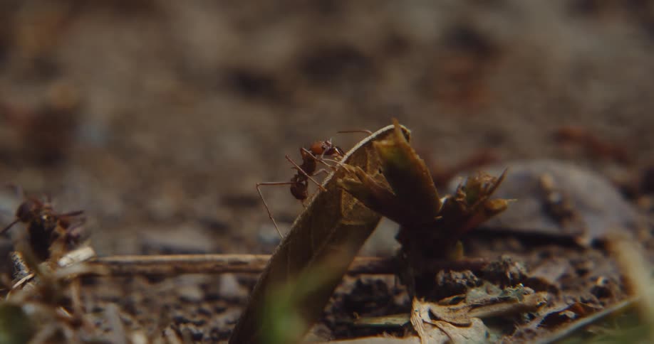 A close up view of ants roaming on the ground