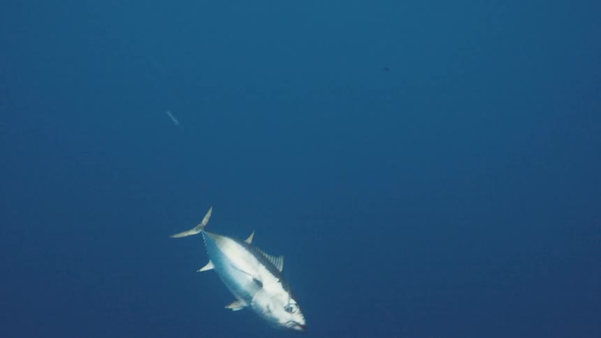 A big gray fish swimming underwater in a deep blue ocean