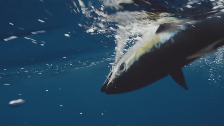 Fish hooked by a fishing line swimming on the surface of the ocean