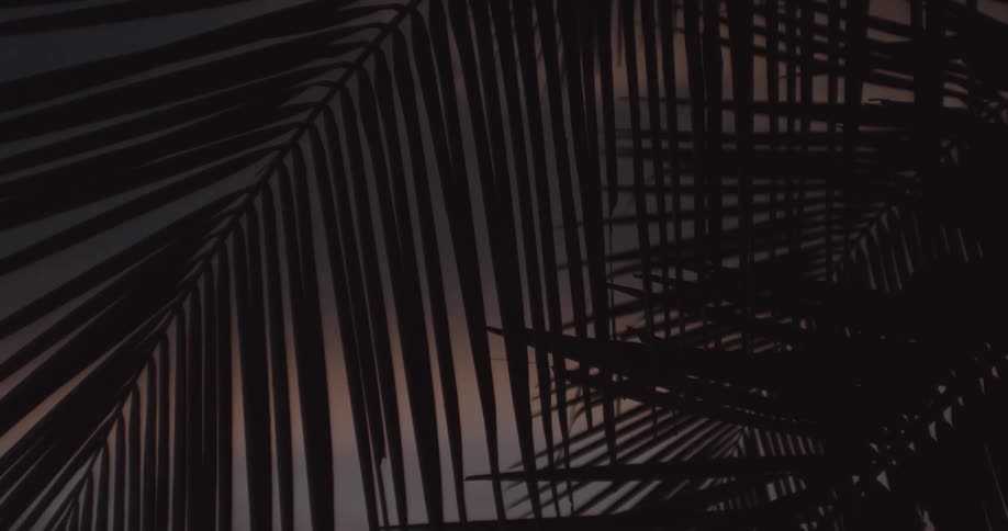 Tropical palm leaves against a dark dawn sky